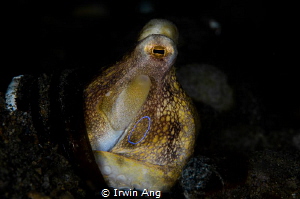 T H E . R I N G
Octopus mototi (Amphioctopus siamensis)
... by Irwin Ang 